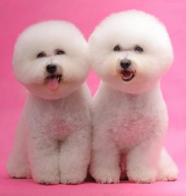 1. Bichon frisé a pol