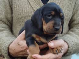 4. Kopov (polovnícky)